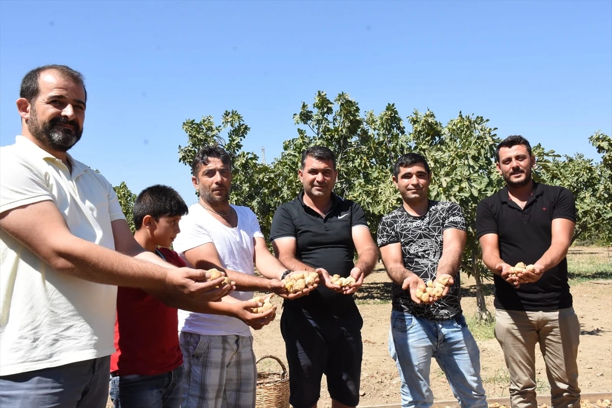 Aydın’da Kuru İncir Tezgahlarda Yerini Almaya Başladı