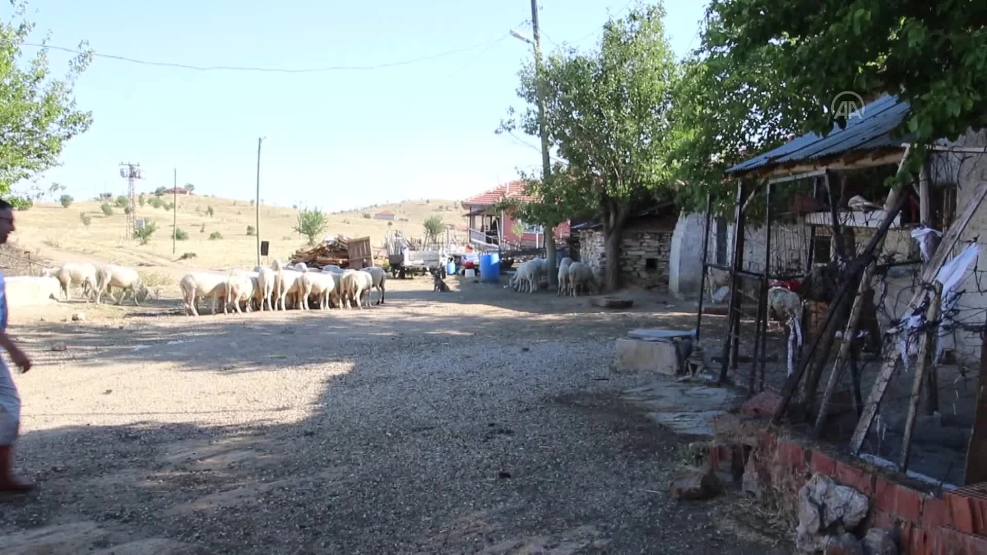 Bir İnekle Başladığı Hayvancılıkta 5 Yılda Çiftlik Sahibi Oldu