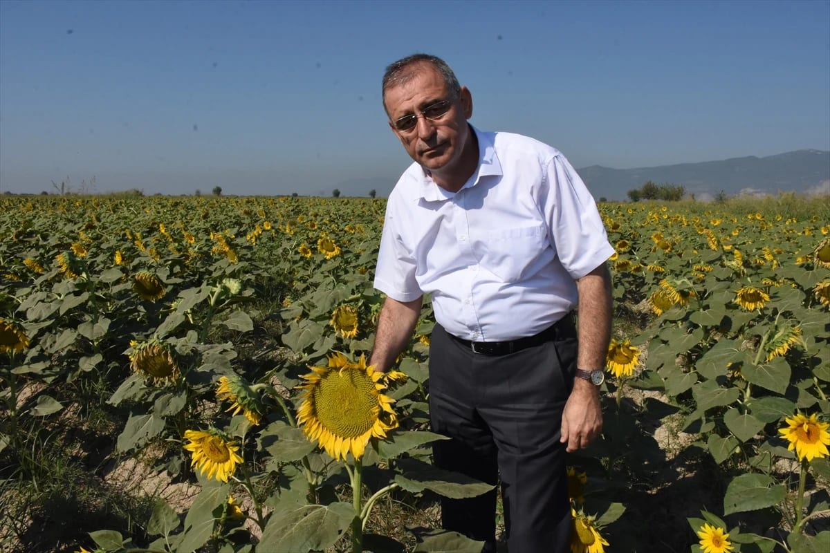 Aydın’da Ayçiçek Ekim Alanında Artış