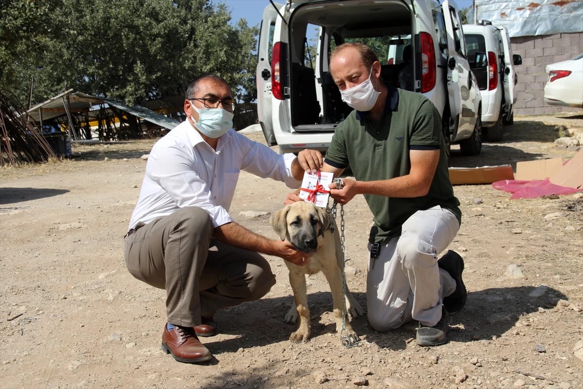 Uşaklı Yetiştiricinin “Kangal” Köpeği İsteğini CİMER Geri Çevirmedi