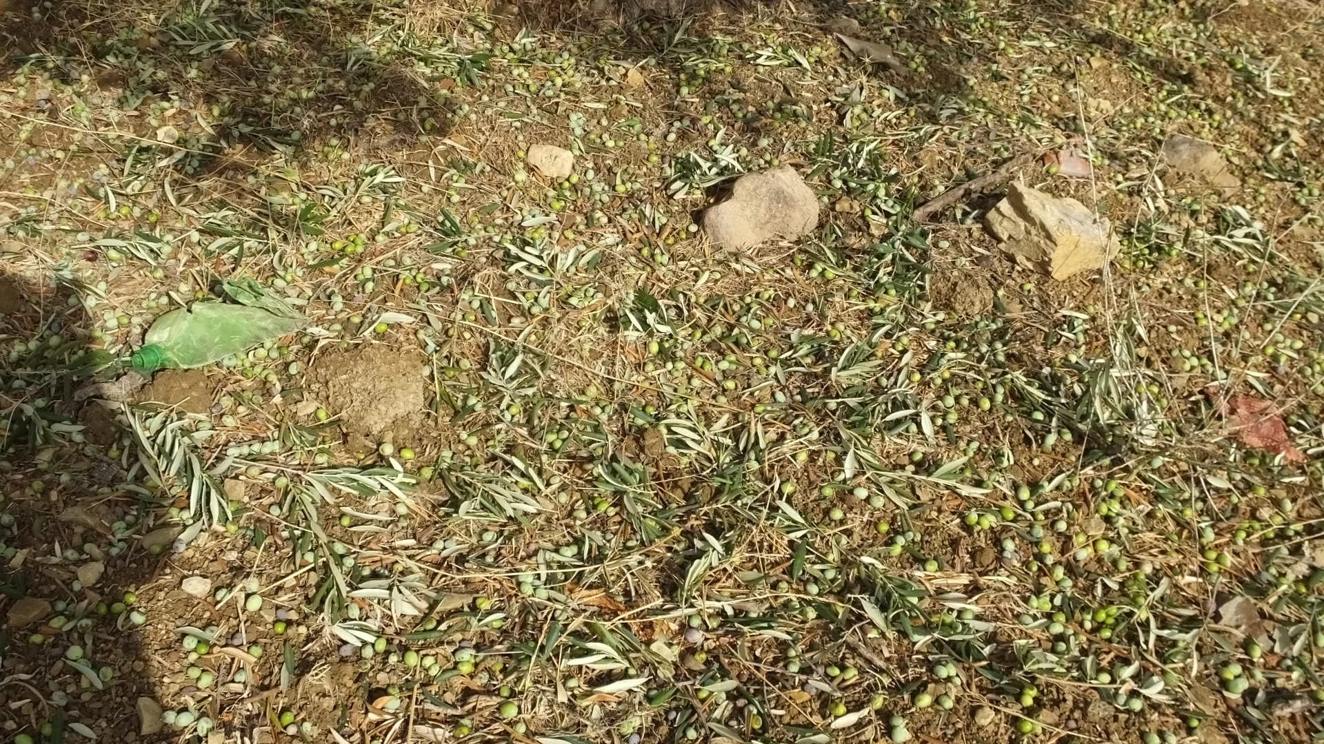 Dolu Yağışı Zeytinliklere Zarar Verdi