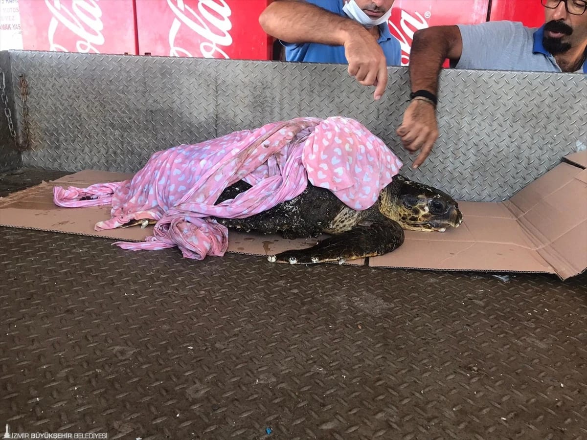 İzmir’de Yaralı Halde Bulunan Caretta Caretta Tedaviye Alındı