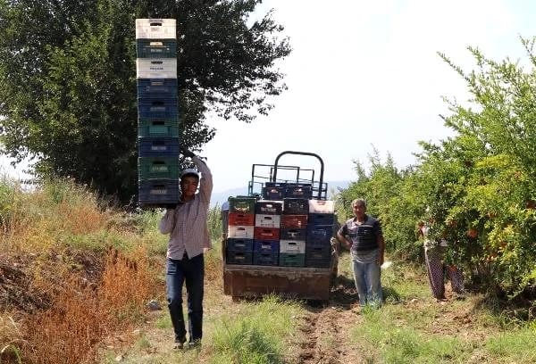 İzmir’de İhracatlık Nar Hasadı Başladı