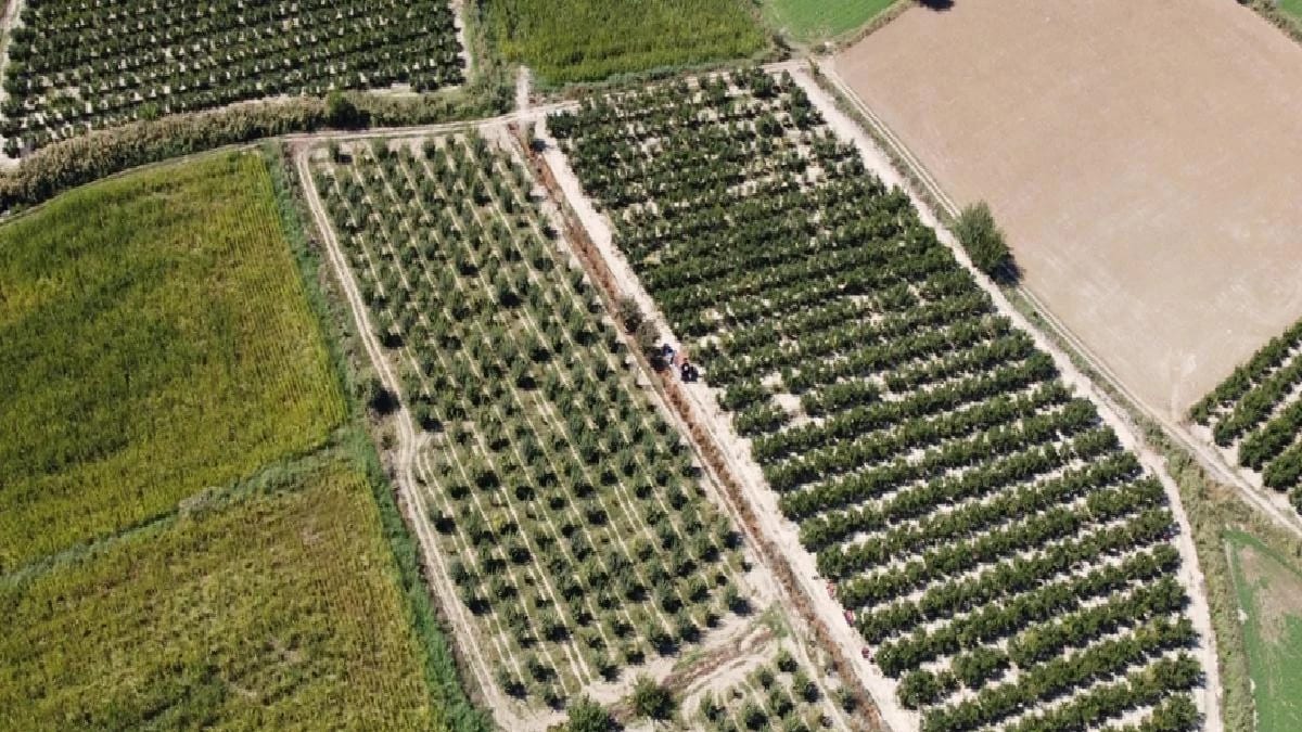 Denizli’de İhracatlık Nar Hasadı Başladı