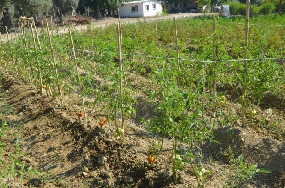 Kuşadası’nın Organik Ürünleri Türkiye’ye Açılıyor