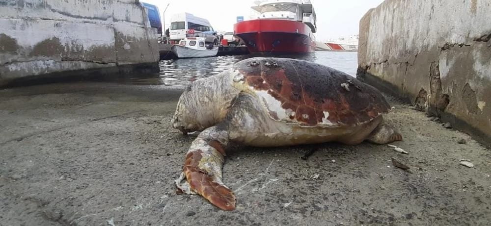 Kuşadası’nda 45 Yaşında Caretta Caretta Kıyıya Vurdu