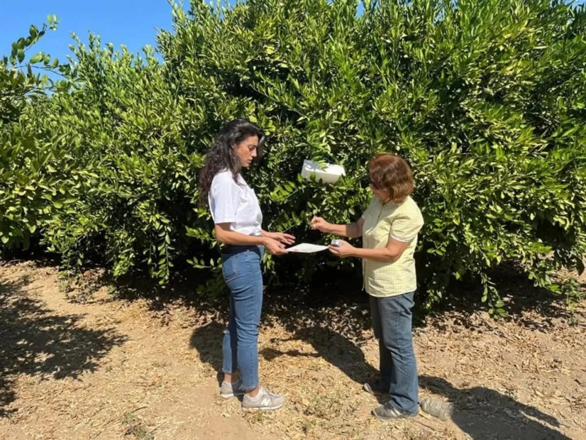 Aydın’da turunçgil üreticilerine Akdeniz Meyvesineği uyarısı