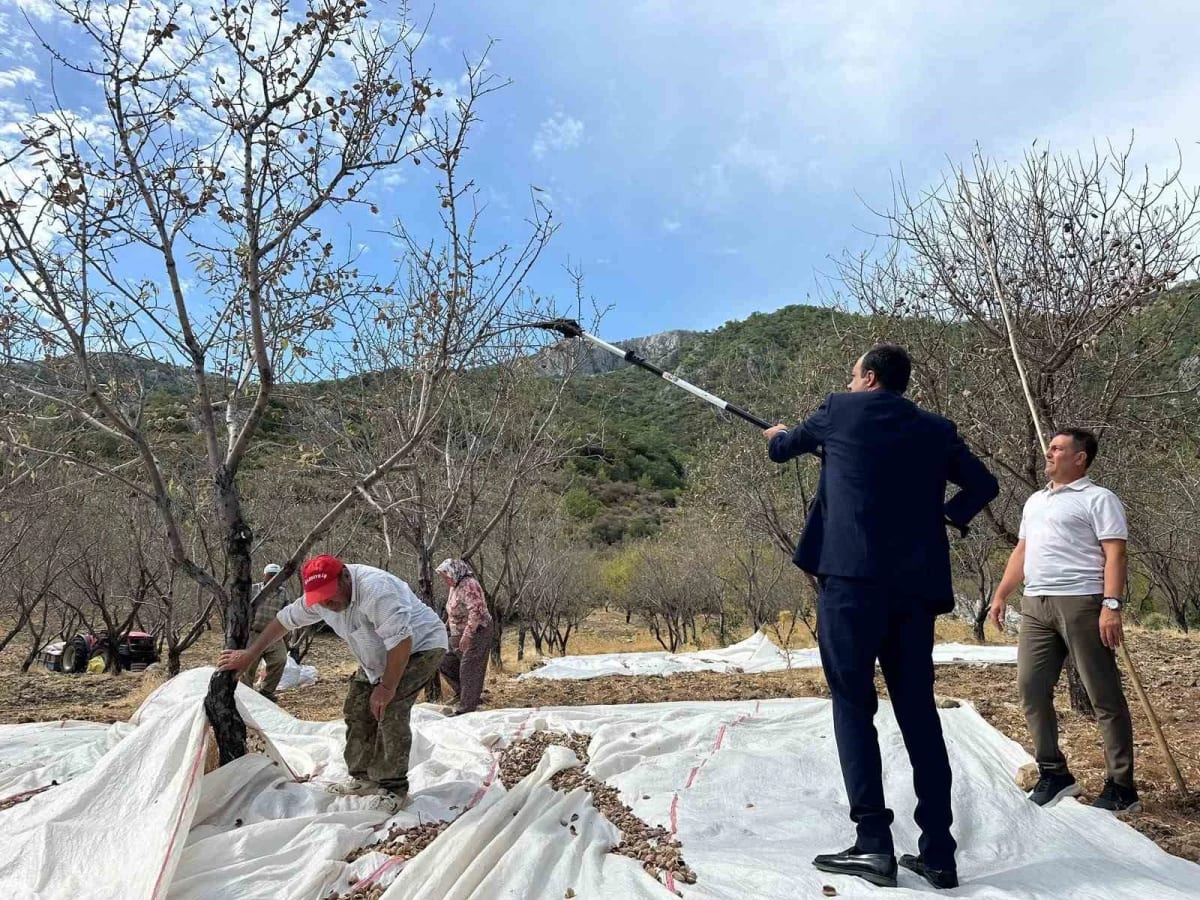 Datça’da badem hasadı sürüyor
