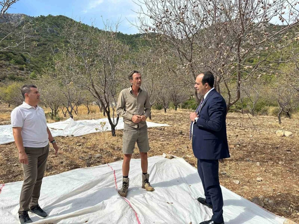 Datça’da badem hasadı sürüyor