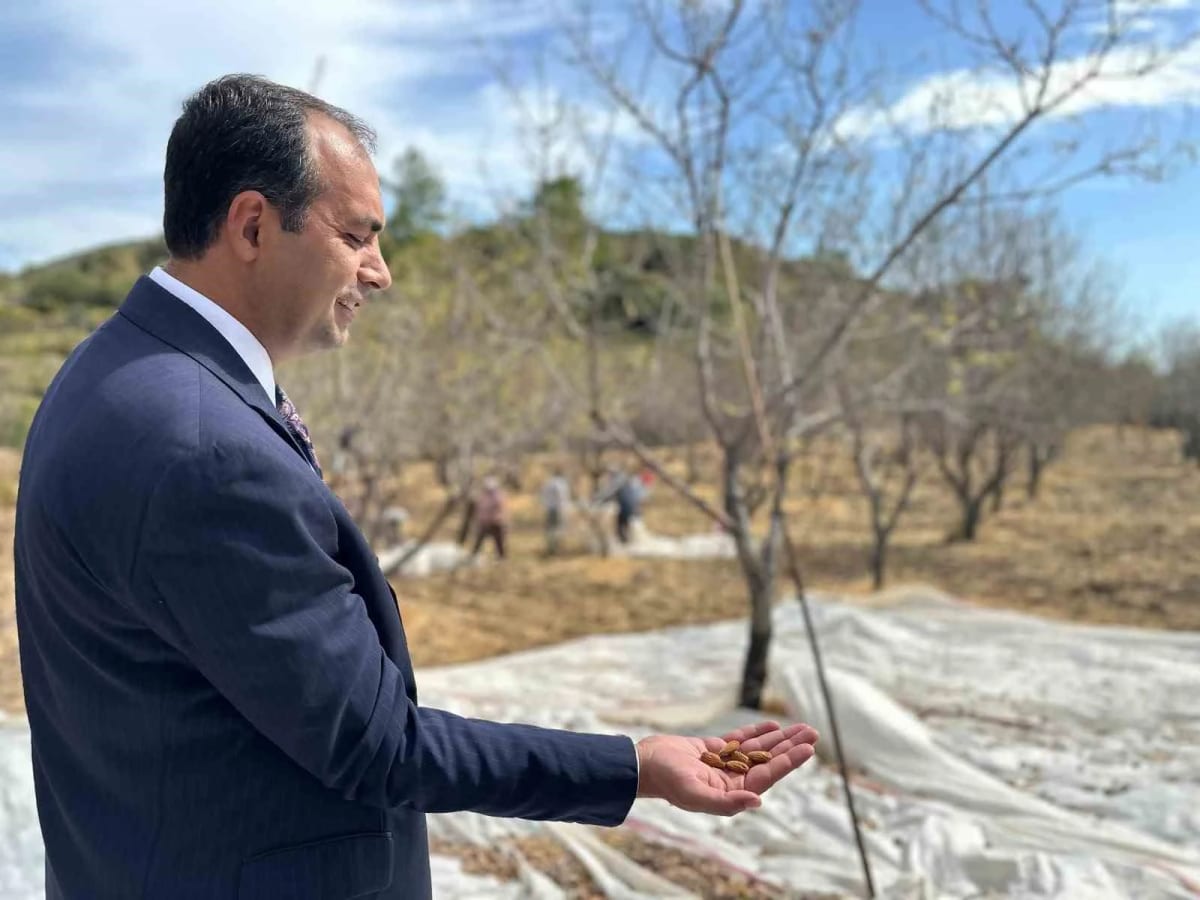 Datça’da badem hasadı sürüyor