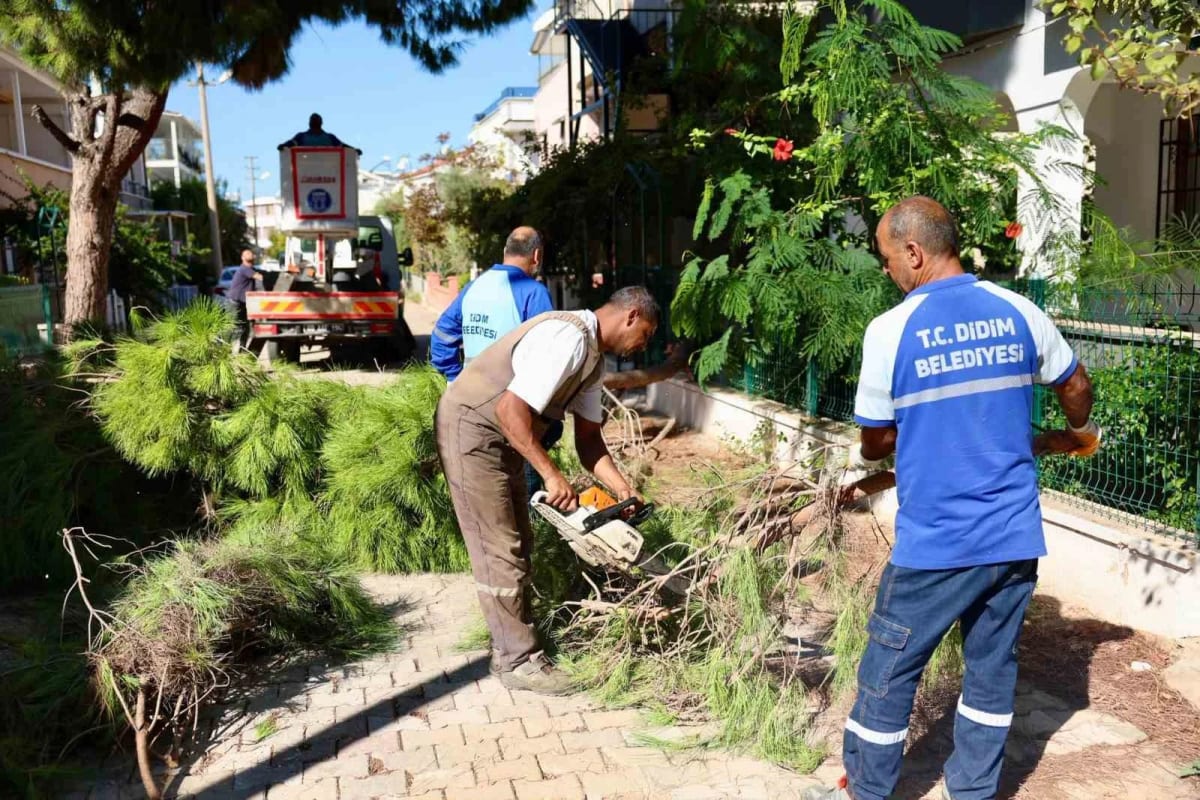 Didim’de budama çalışmaları devam ediyor