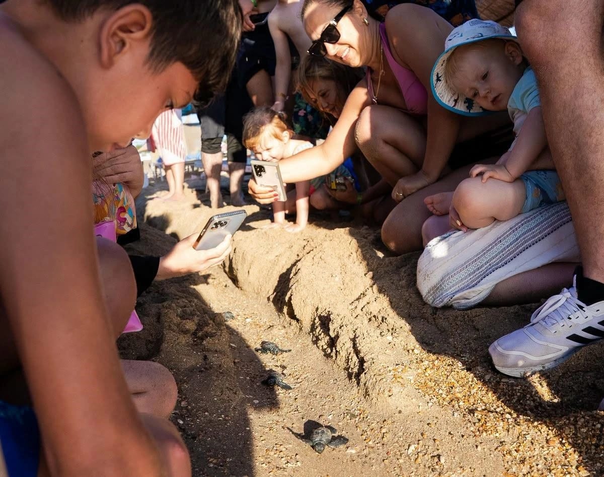 Didim’de Caretta caretta yuvasından 82 yavru denize ulaştı