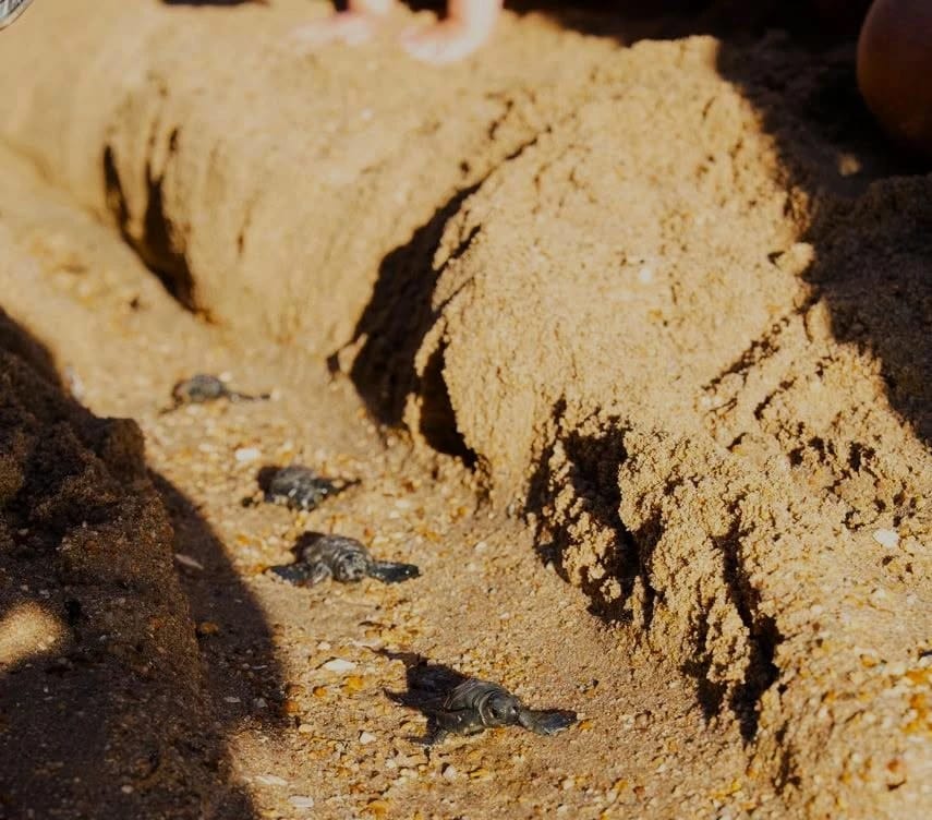 Didim’de Caretta caretta yuvasından 82 yavru denize ulaştı