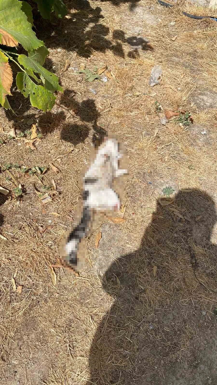 Esnafın beslediği kedi bacakları kesilmiş halde bulundu