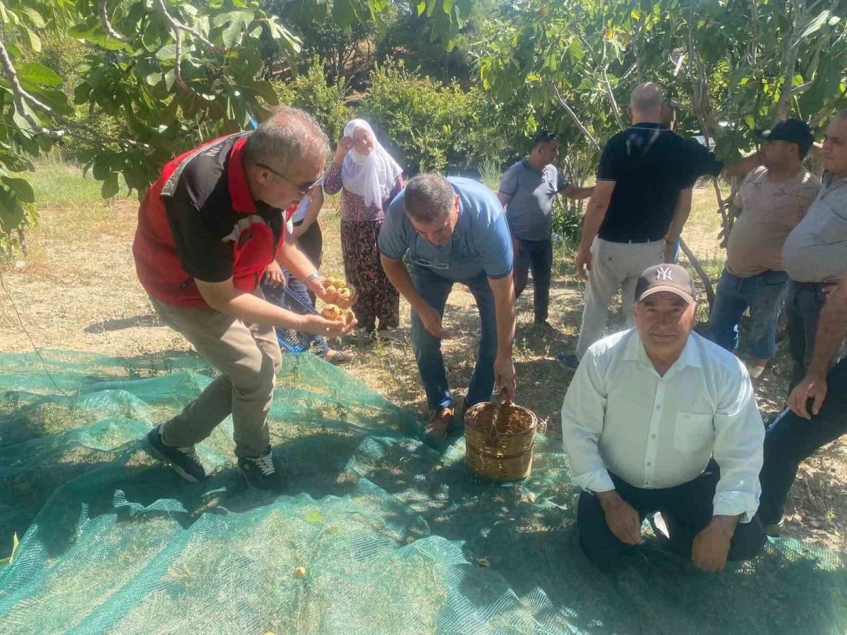 Kaymakam Arıkan, incir hasadına katıldı