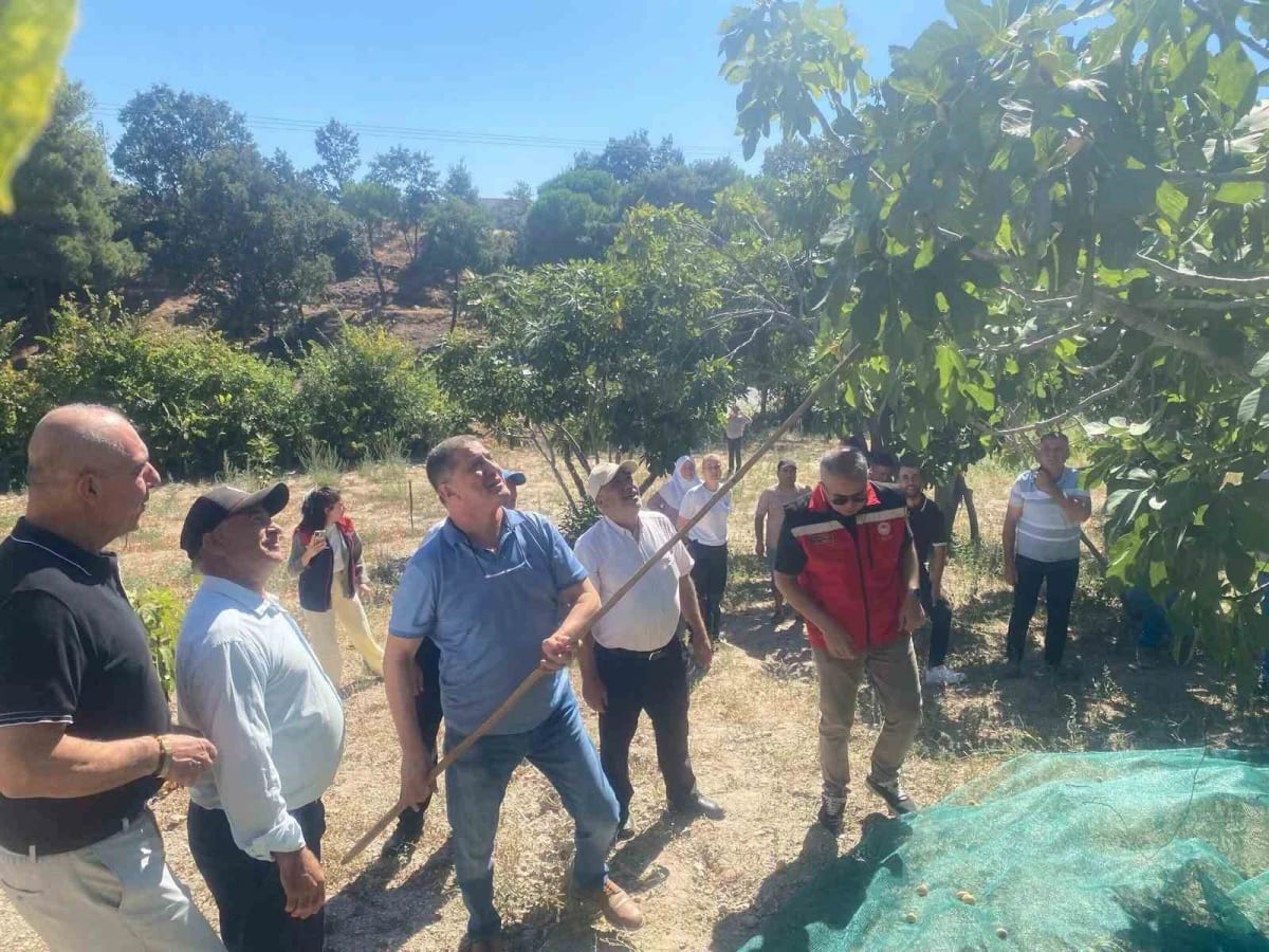 Kaymakam Arıkan, incir hasadına katıldı