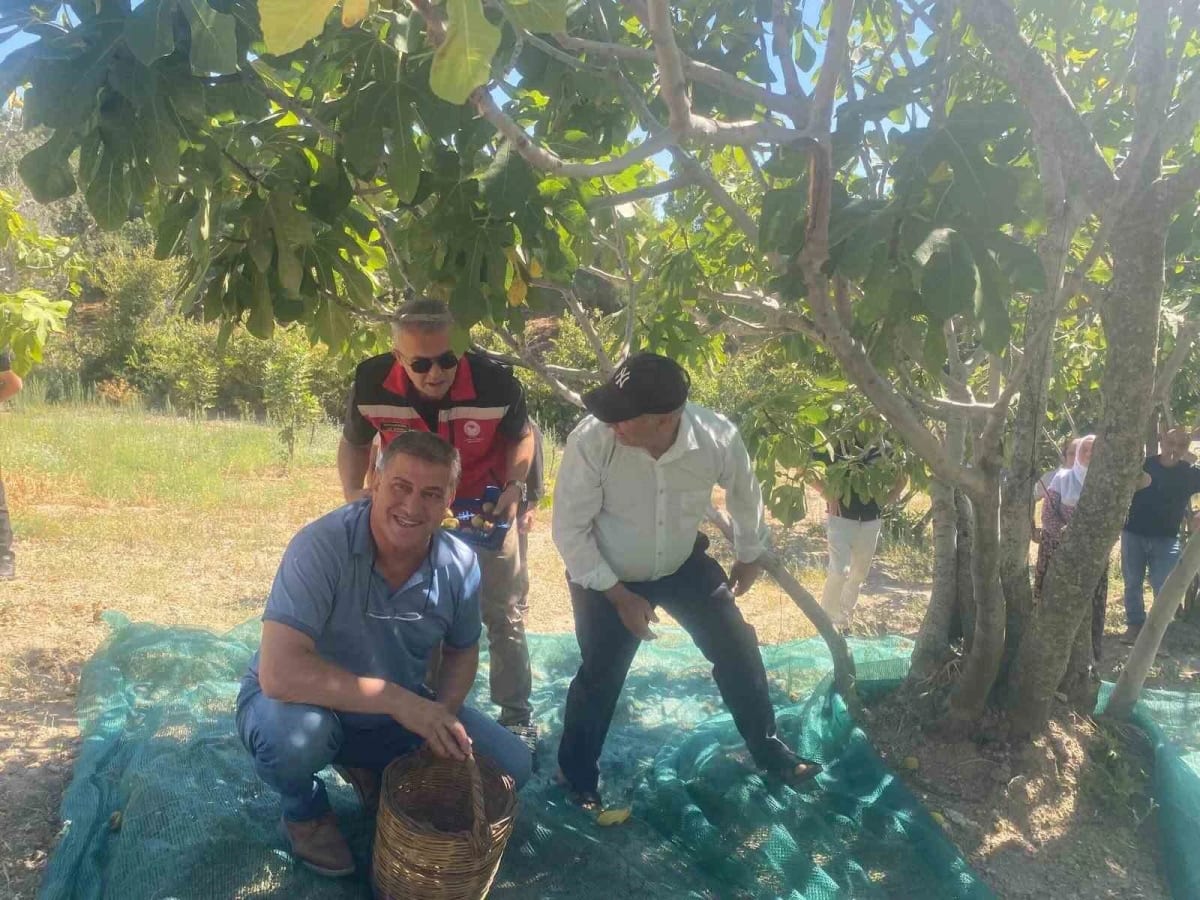Kaymakam Arıkan, incir hasadına katıldı