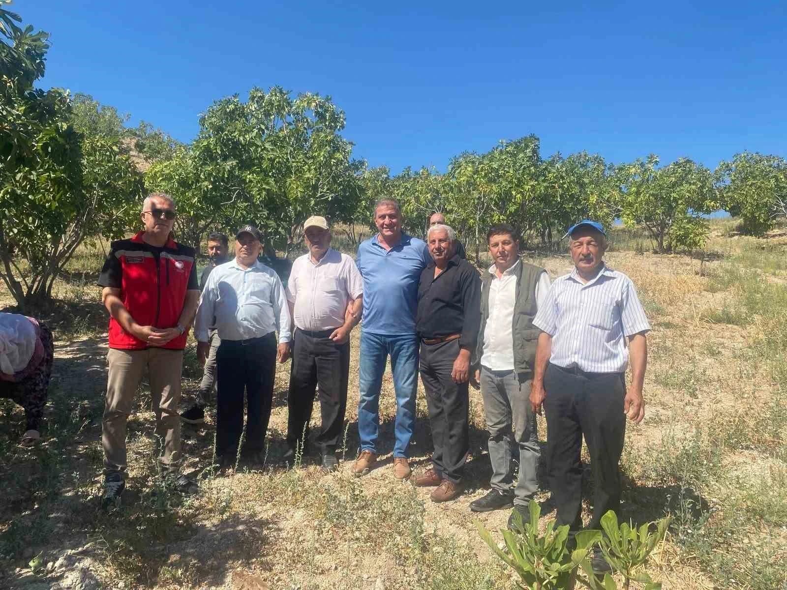Kaymakam Arıkan, incir hasadına katıldı