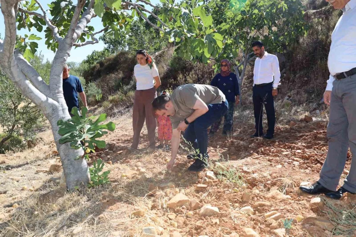 Kaymakam Battal, incir hasadında üreticilerle bir araya geldi
