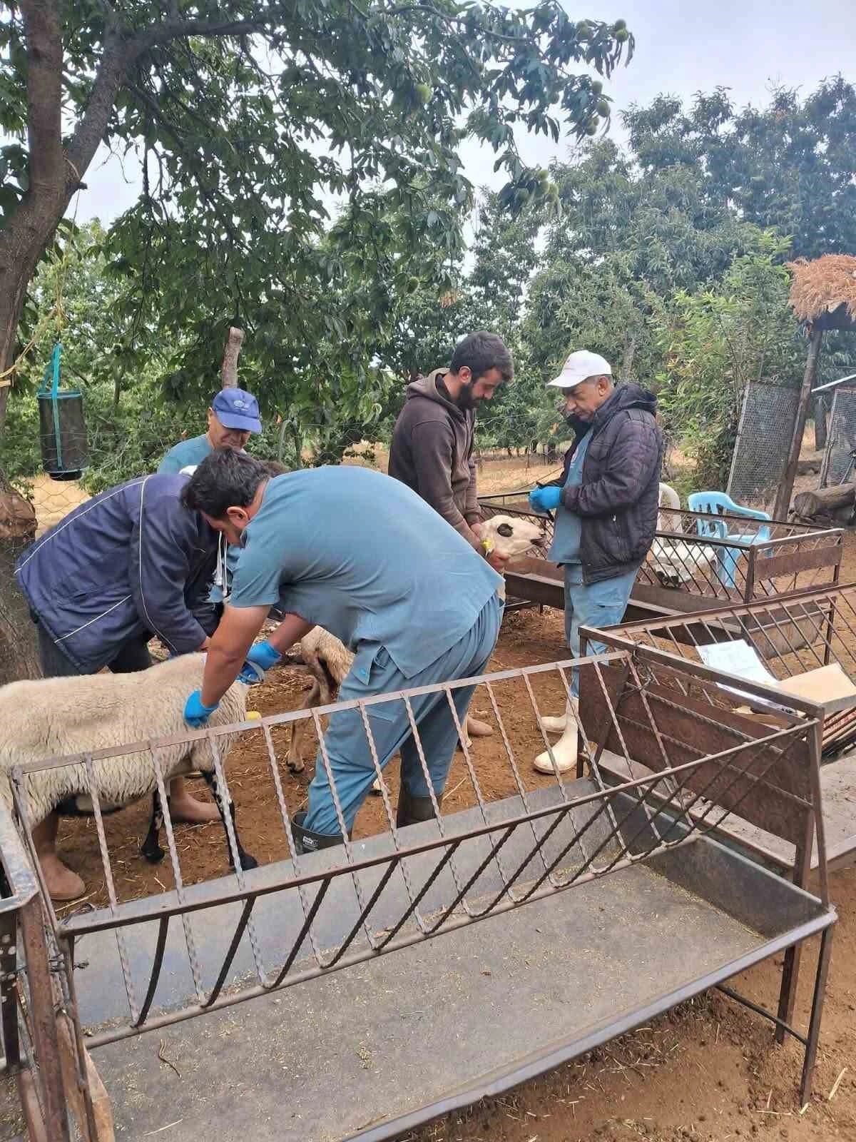 Köşk’te koyun ve keçiler sağlık taramasından geçiriliyor