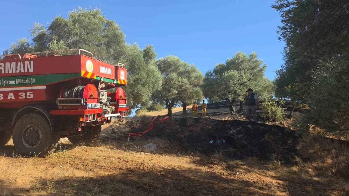 Nazilli’de çıkan yangında 2 dönüm zeytinlik zarar gördü