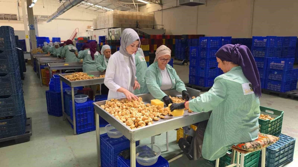 Rekoltenin yüksek olduğu incirde ihracat rekoru bekleniyor
