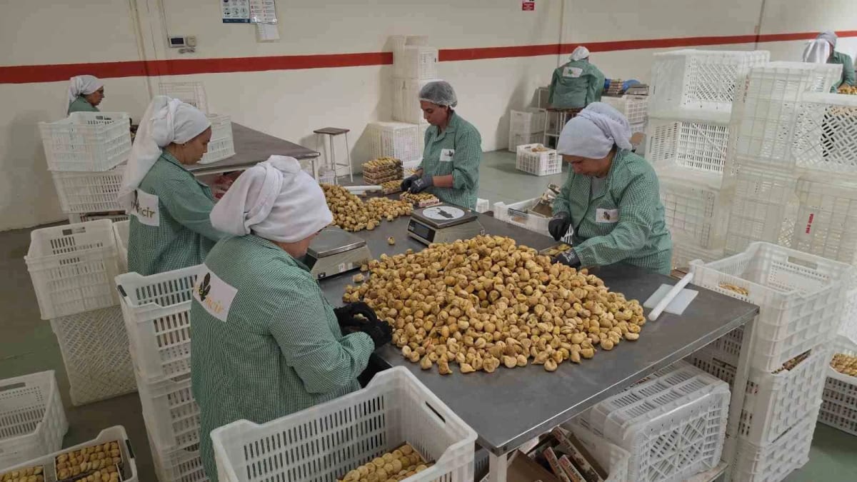Rekoltenin yüksek olduğu incirde ihracat rekoru bekleniyor