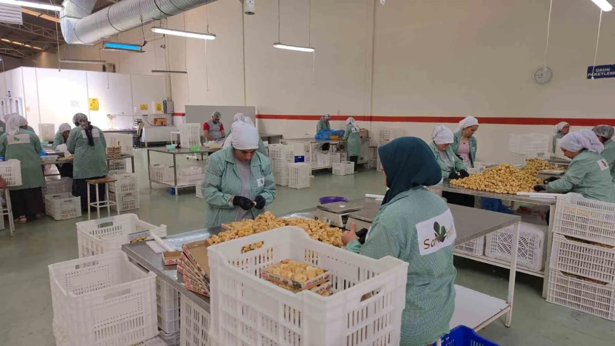 Rekoltenin yüksek olduğu incirde ihracat rekoru bekleniyor