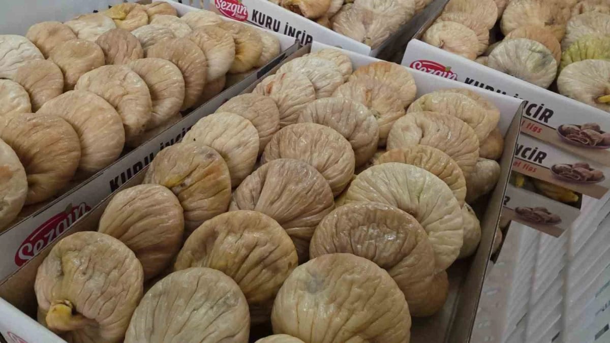 Rekoltenin yüksek olduğu incirde ihracat rekoru bekleniyor