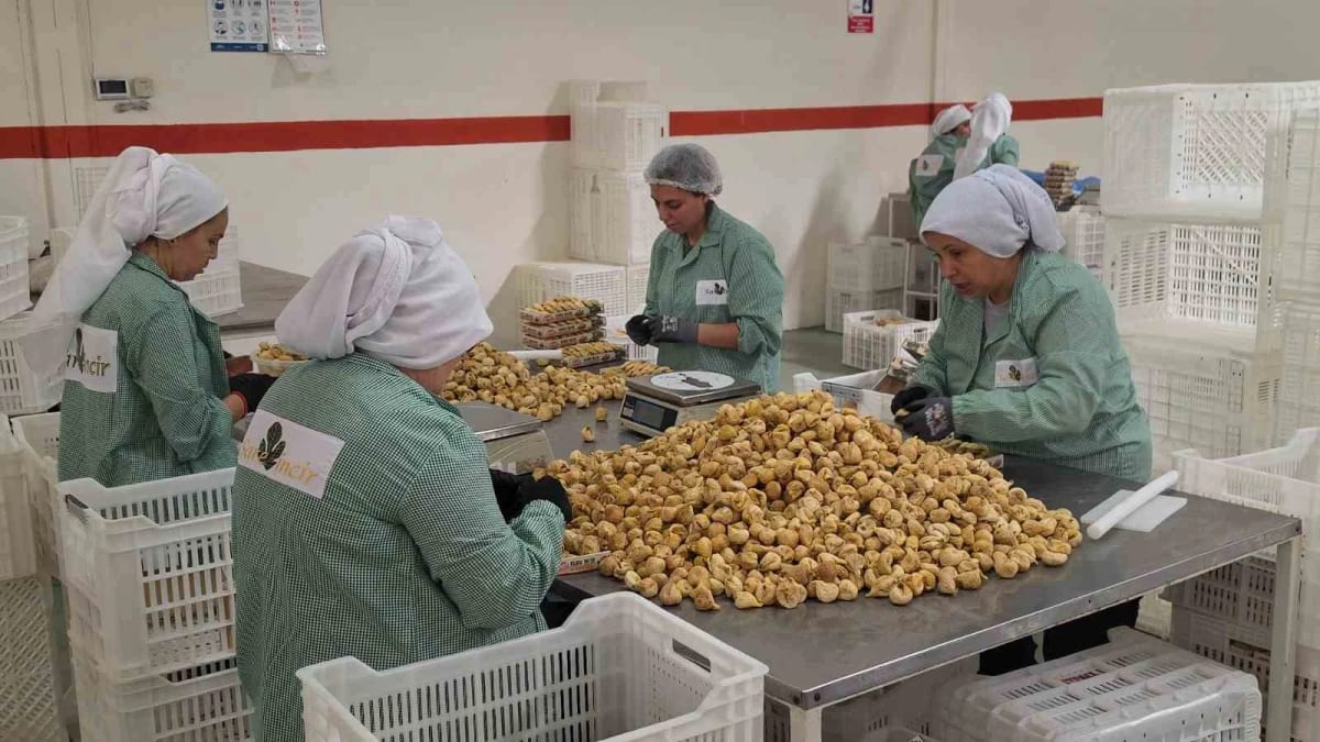 Rekoltenin yüksek olduğu incirde ihracat rekoru bekleniyor