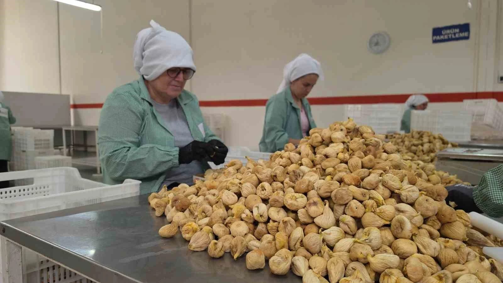 Rekoltenin yüksek olduğu incirde ihracat rekoru bekleniyor