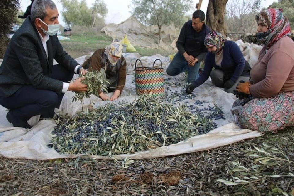 Başkan Kaplan’dan Zeytin Hasadı Yapan Üreticilere Sürpriz Ziyaret