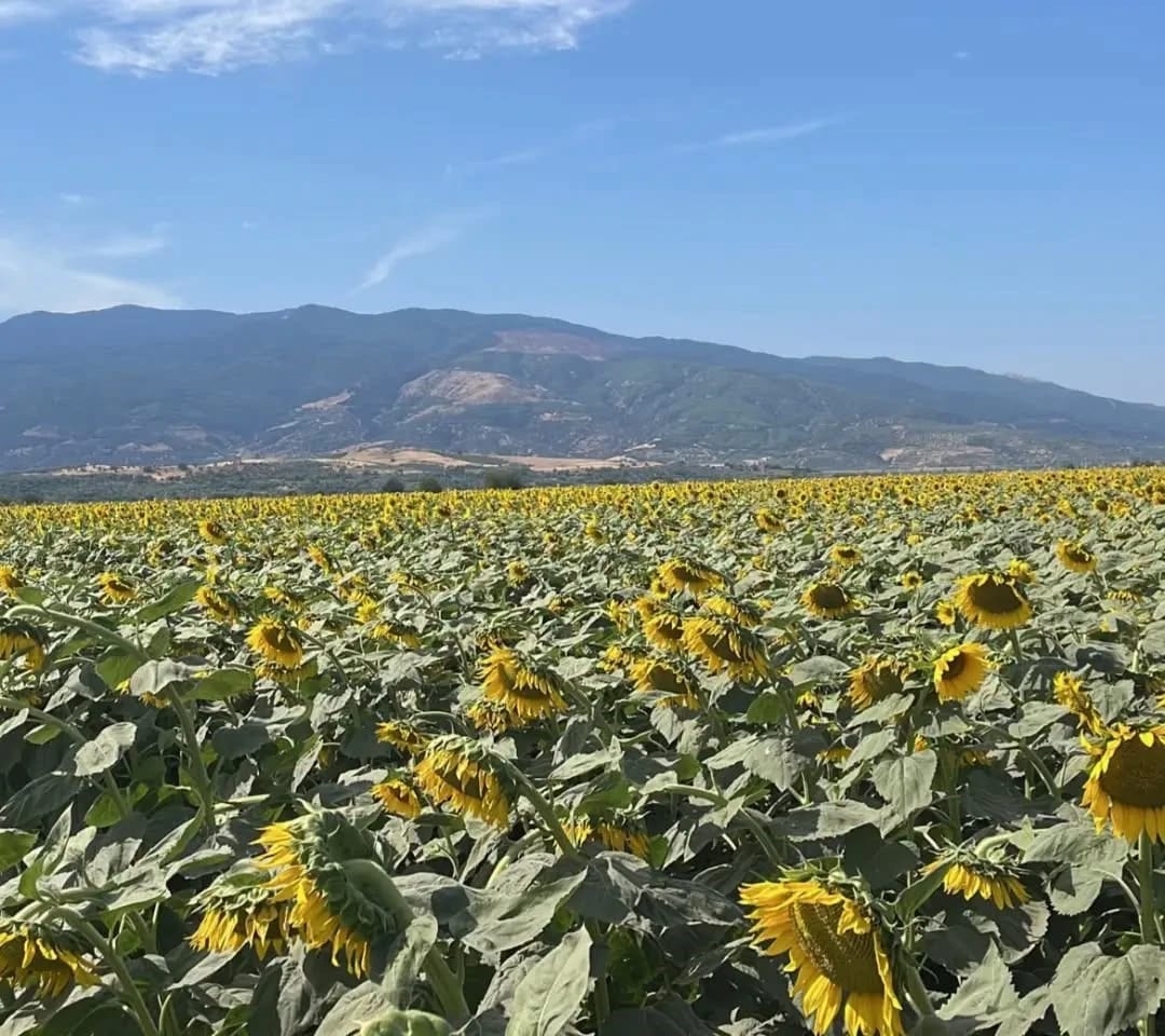 Kuyucak’ta ayçiçeği tarlaları denetlendi